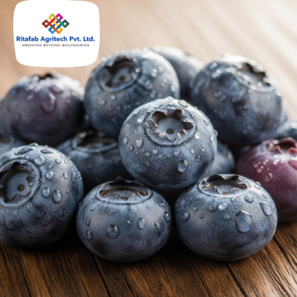 Fresh Blueberry