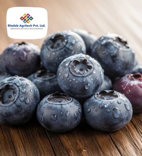 Fresh Blueberry