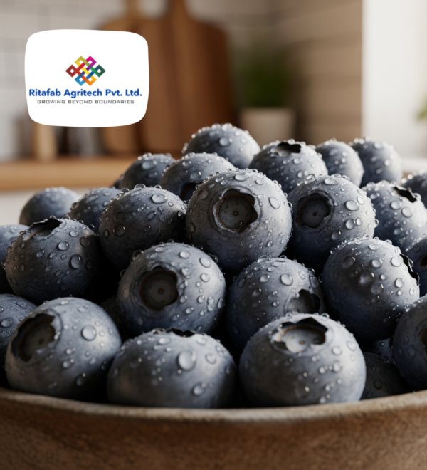 Fresh Blueberry - Image 3
