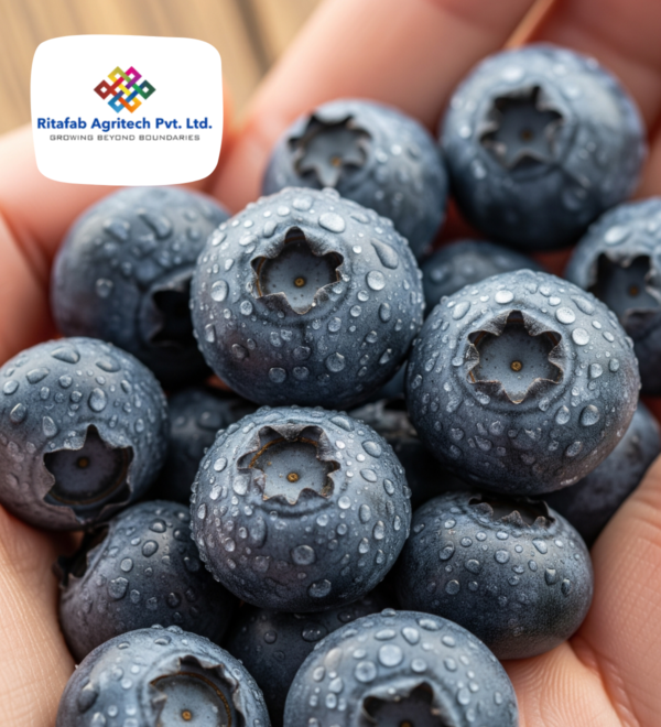 Fresh Blueberry - Image 2