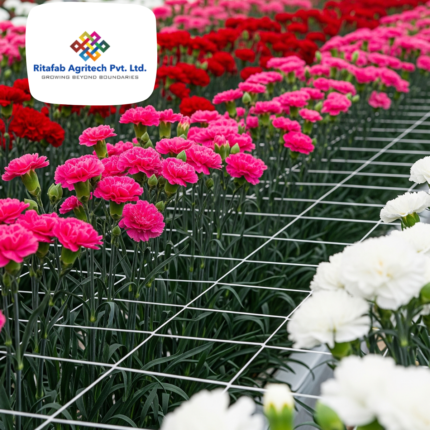 Carnation Nets