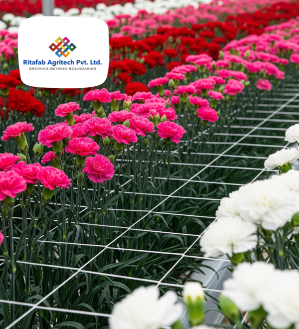 Carnation Nets