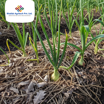 Onion/Garlic Mulch