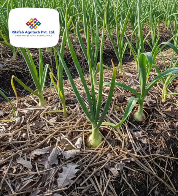 Onion/Garlic Mulch