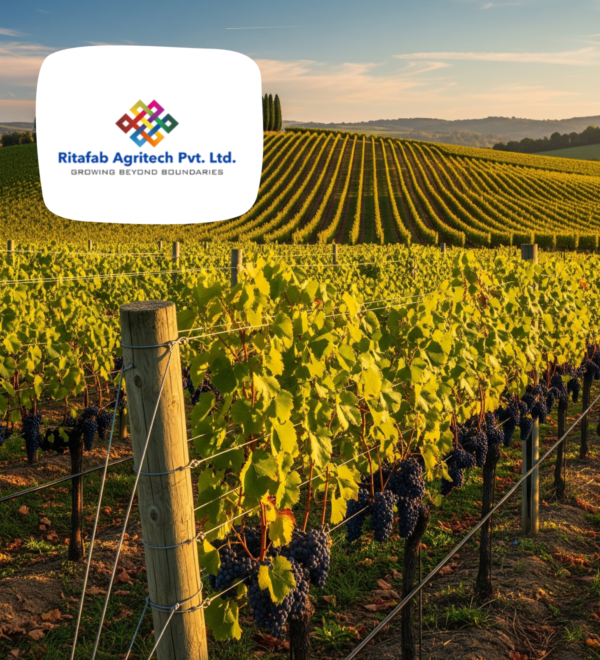Complete Wine Yard Trelis System - Image 3