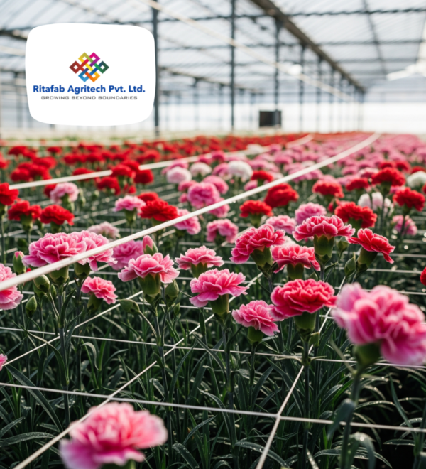 Carnation Nets - Image 3