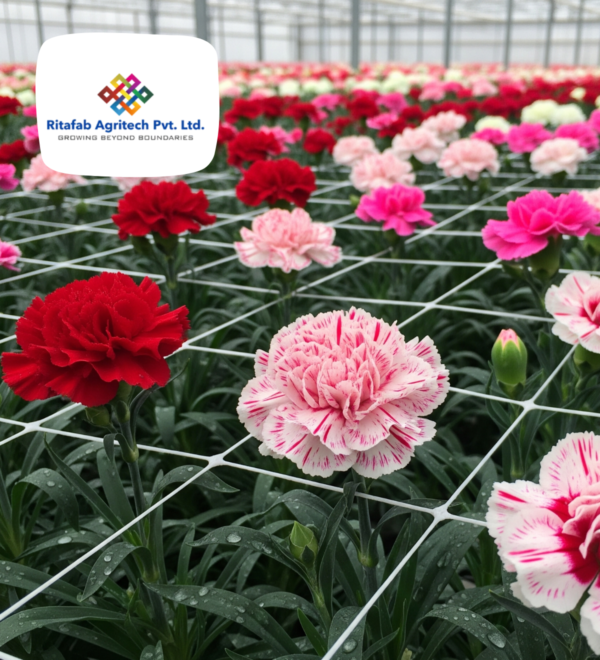 Carnation Nets - Image 4