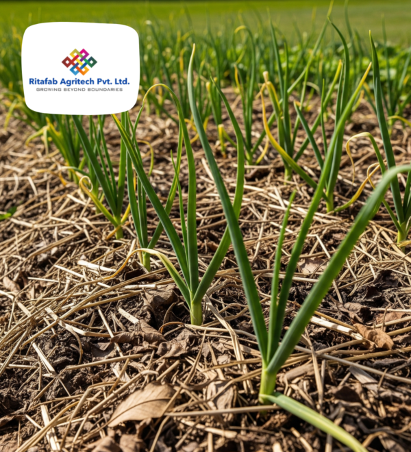 Onion/Garlic Mulch - Image 3